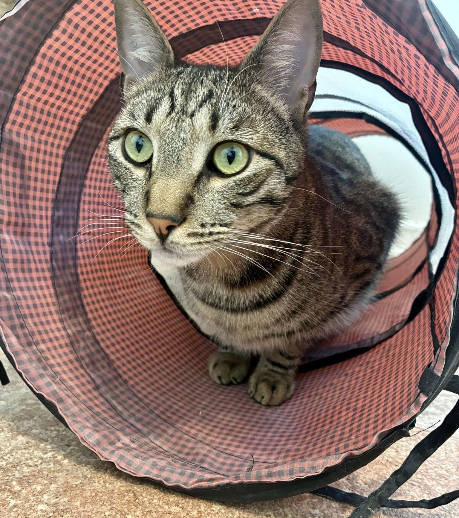 Enlarge Monsoon, a Adoptable Domestic Short Hair in Penndel, PA image 2/3