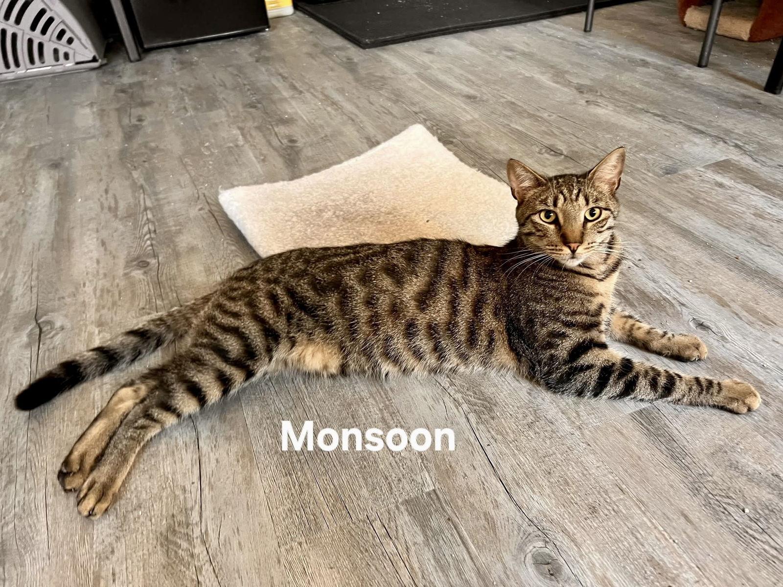 Enlarge Monsoon, a Adoptable Domestic Short Hair in Penndel, PA image 3/3