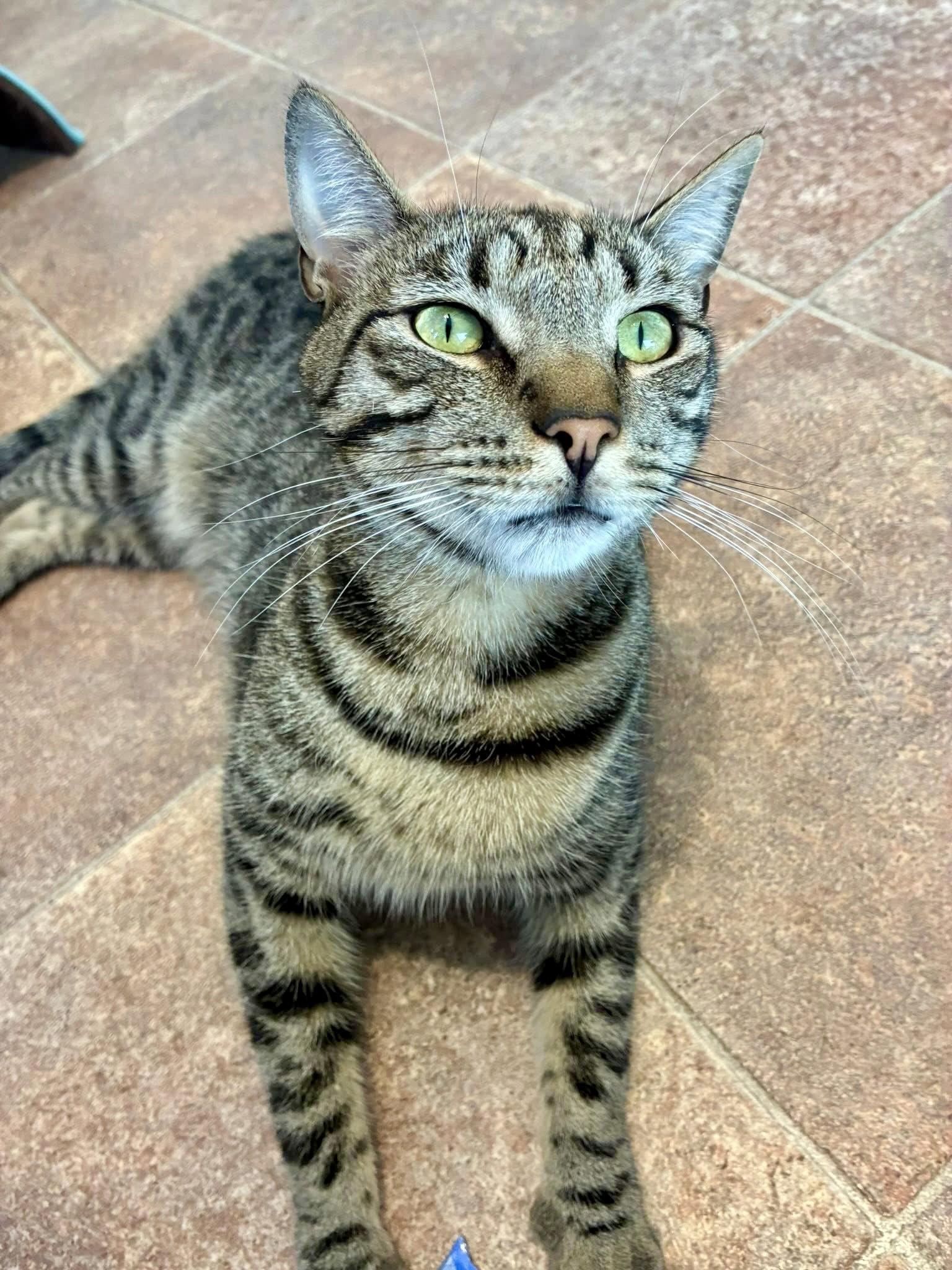 Monsoon, a Adoptable Domestic Short Hair in Penndel, PA image 3/3