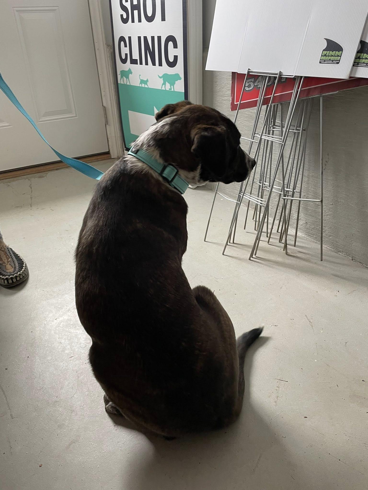 Enlarge Mustang, a Adopted mixed breed in Floyd, VA image 2/2