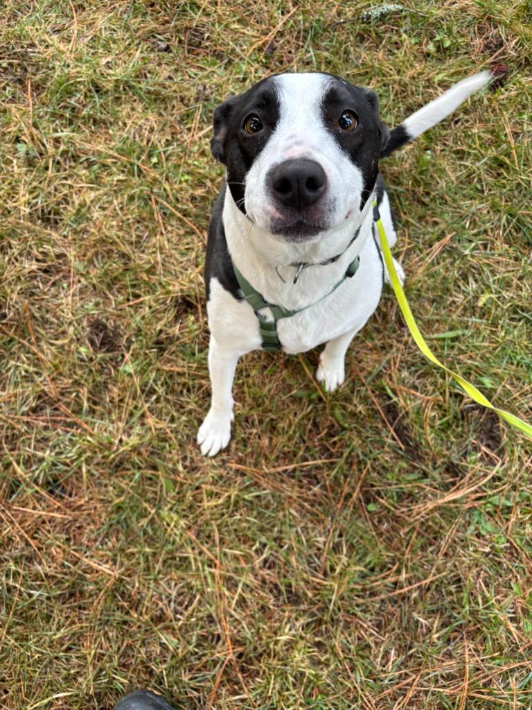 Enlarge Lucy, a Adoptable Border Collie in Thompson Falls, MT image 1/3