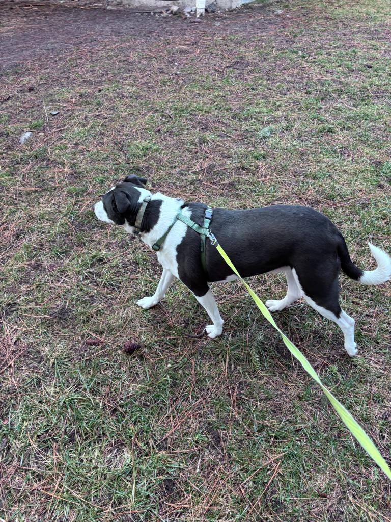Enlarge Lucy, a Adoptable Border Collie in Thompson Falls, MT image 2/3