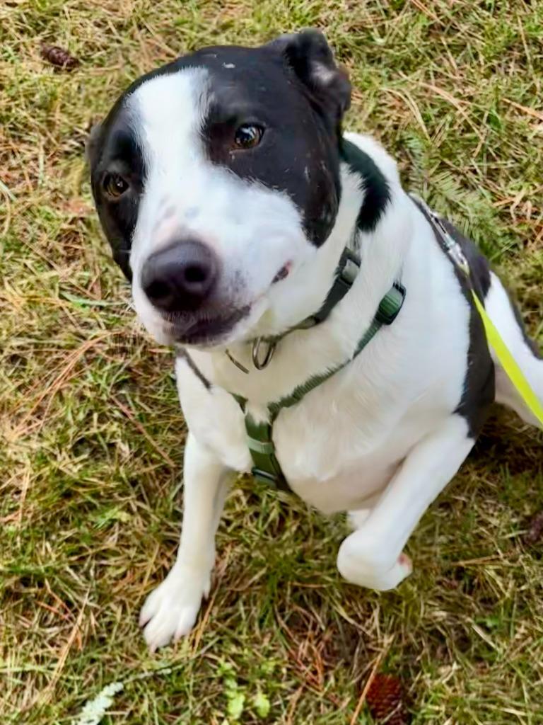 Enlarge Lucy, a Adoptable Border Collie in Thompson Falls, MT image 3/3