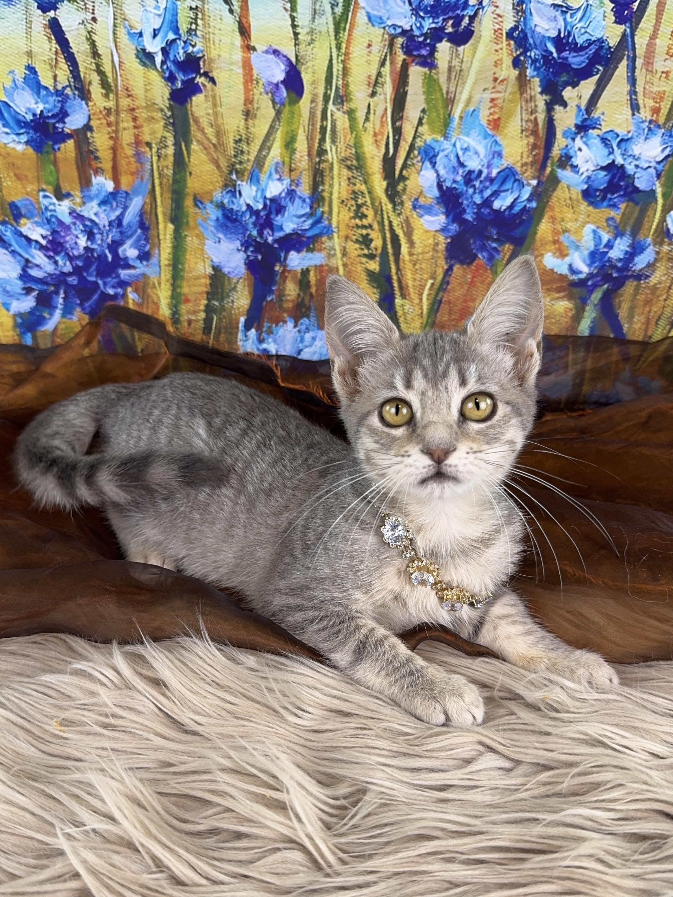 Enlarge Grace, a ADOPTABLE Tabby in Houston, TX image 3/5