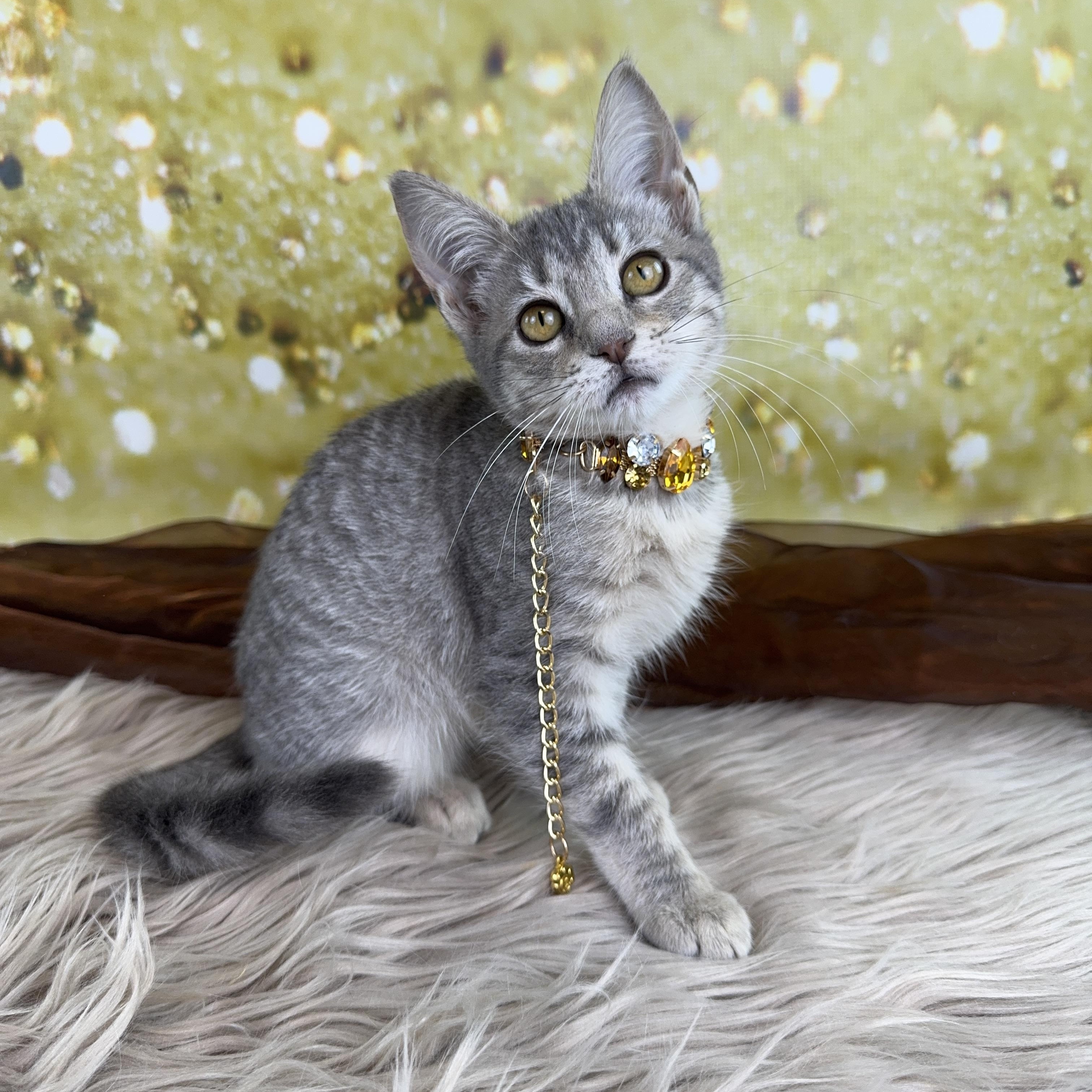 Grace, ADOPTABLE, Kitten Female Tabby.