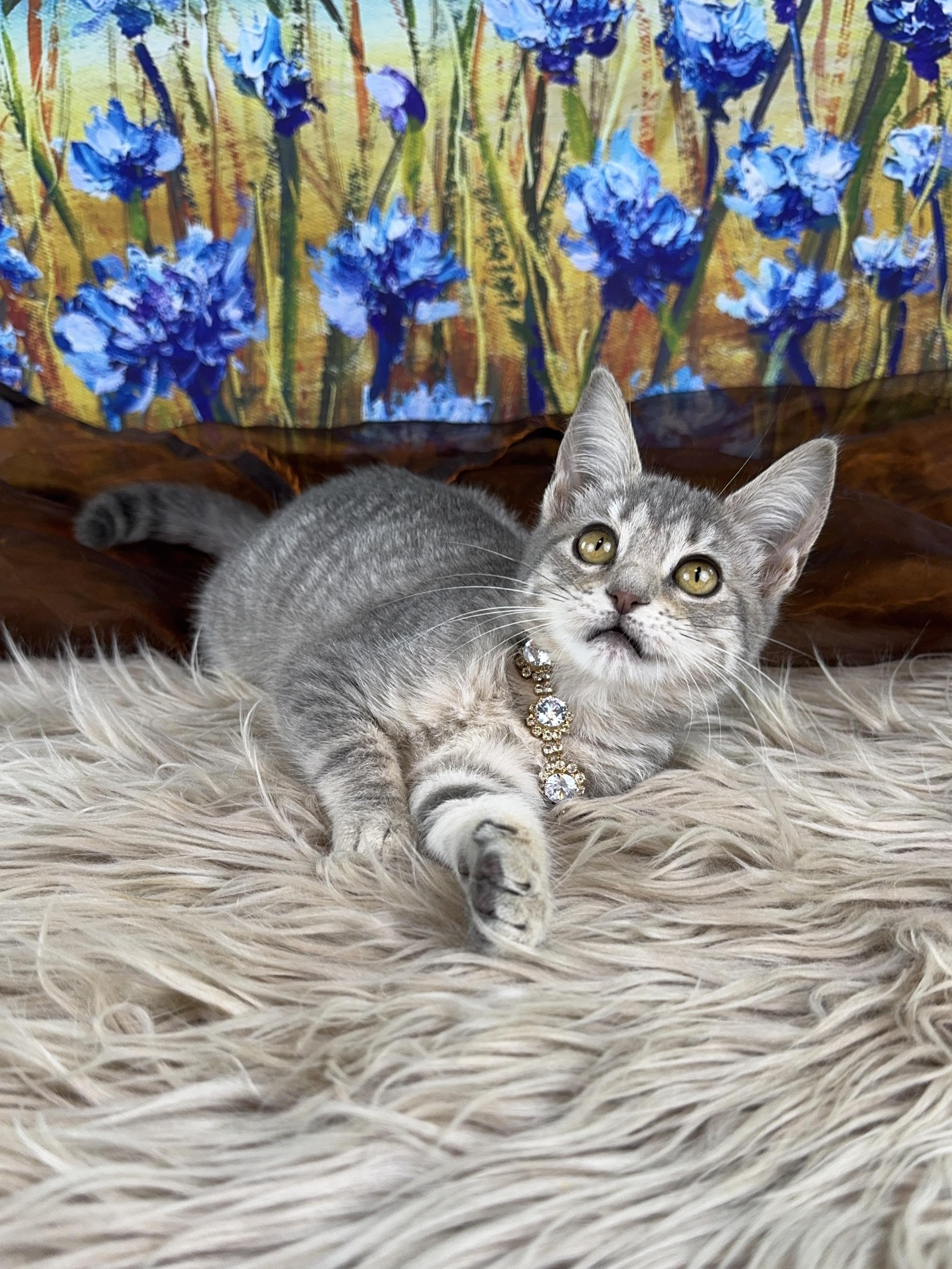 Enlarge Grace, a ADOPTABLE Tabby in Houston, TX image 4/5