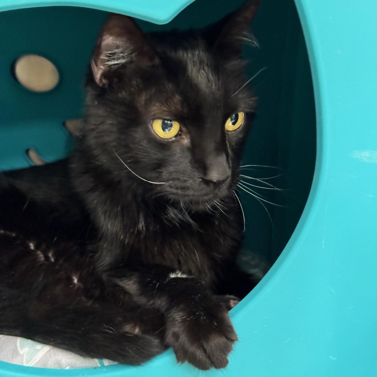 Svonyi, Adoptable, Adult Male Domestic Short Hair.