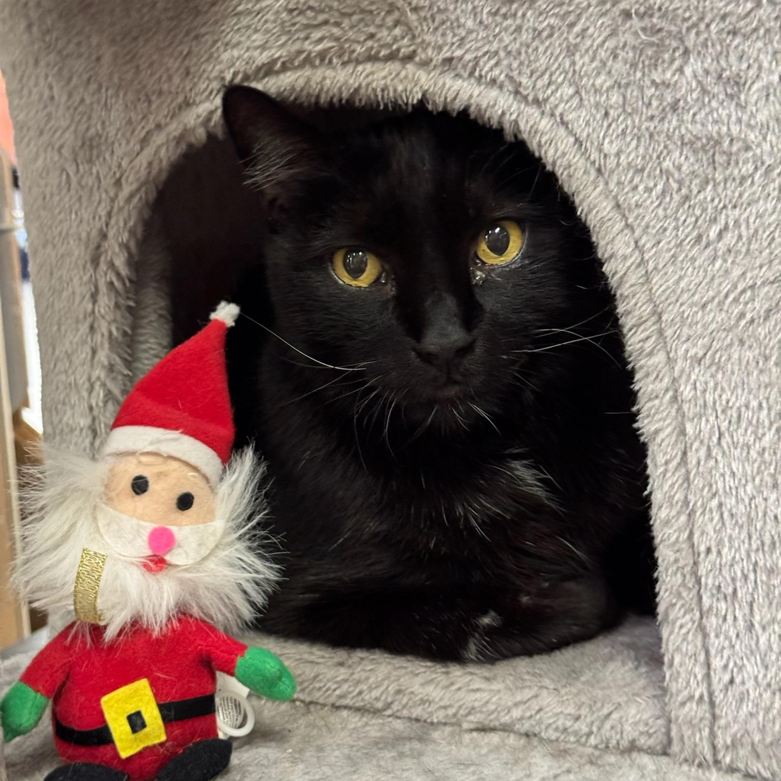 Enlarge Svonyi, a Adoptable Domestic Short Hair in Clearwater, FL image 1/6