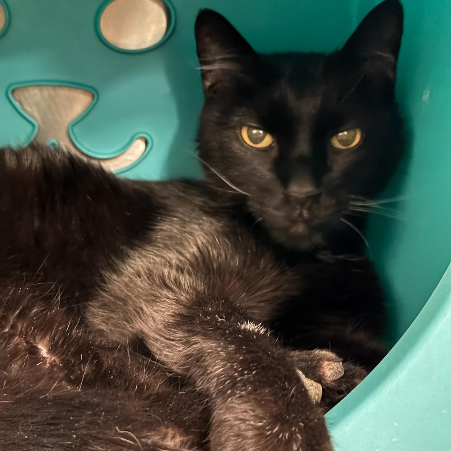 Enlarge Svonyi, a Adoptable Domestic Short Hair in Clearwater, FL image 5/6