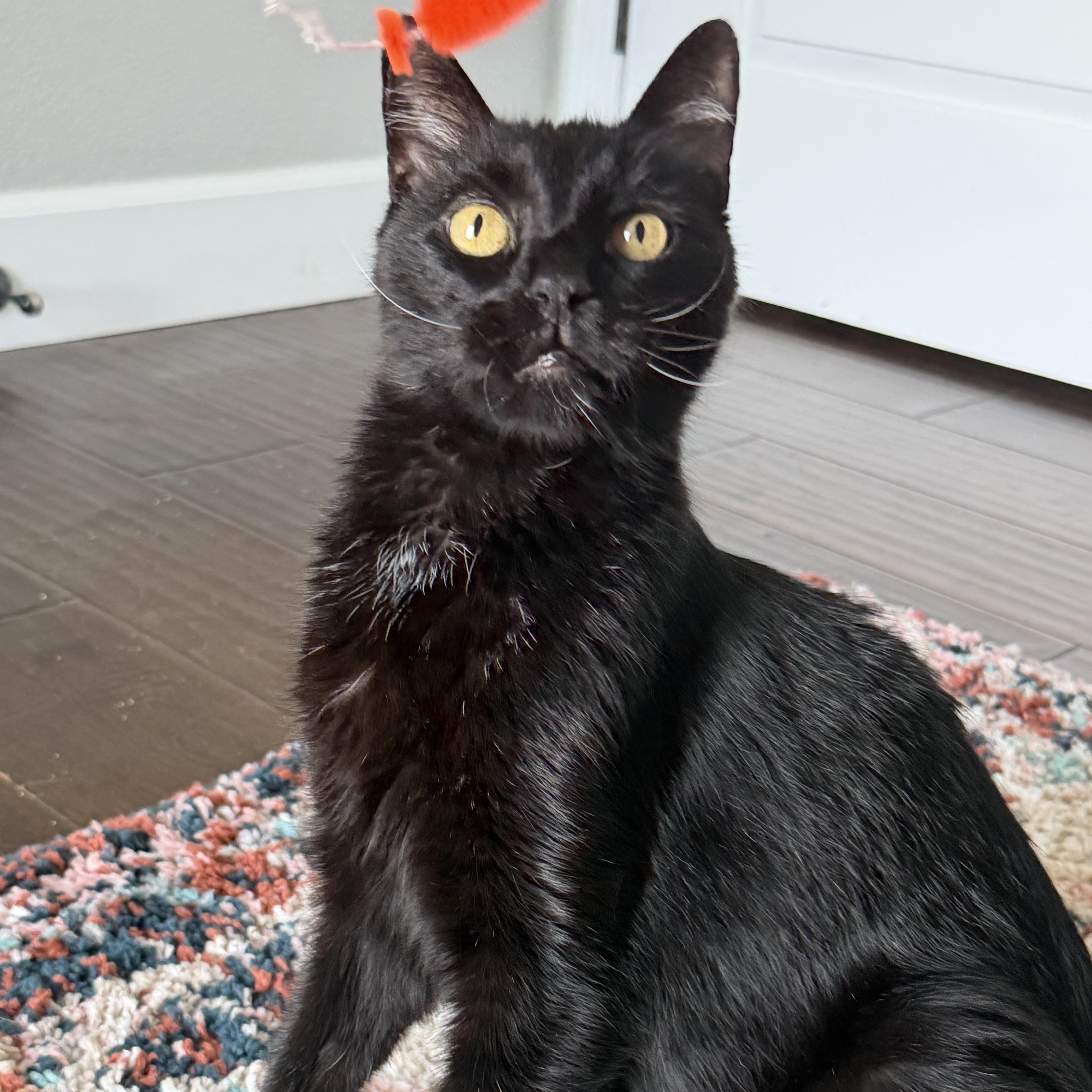 Enlarge Svonyi, a Adoptable Domestic Short Hair in Clearwater, FL image 3/6