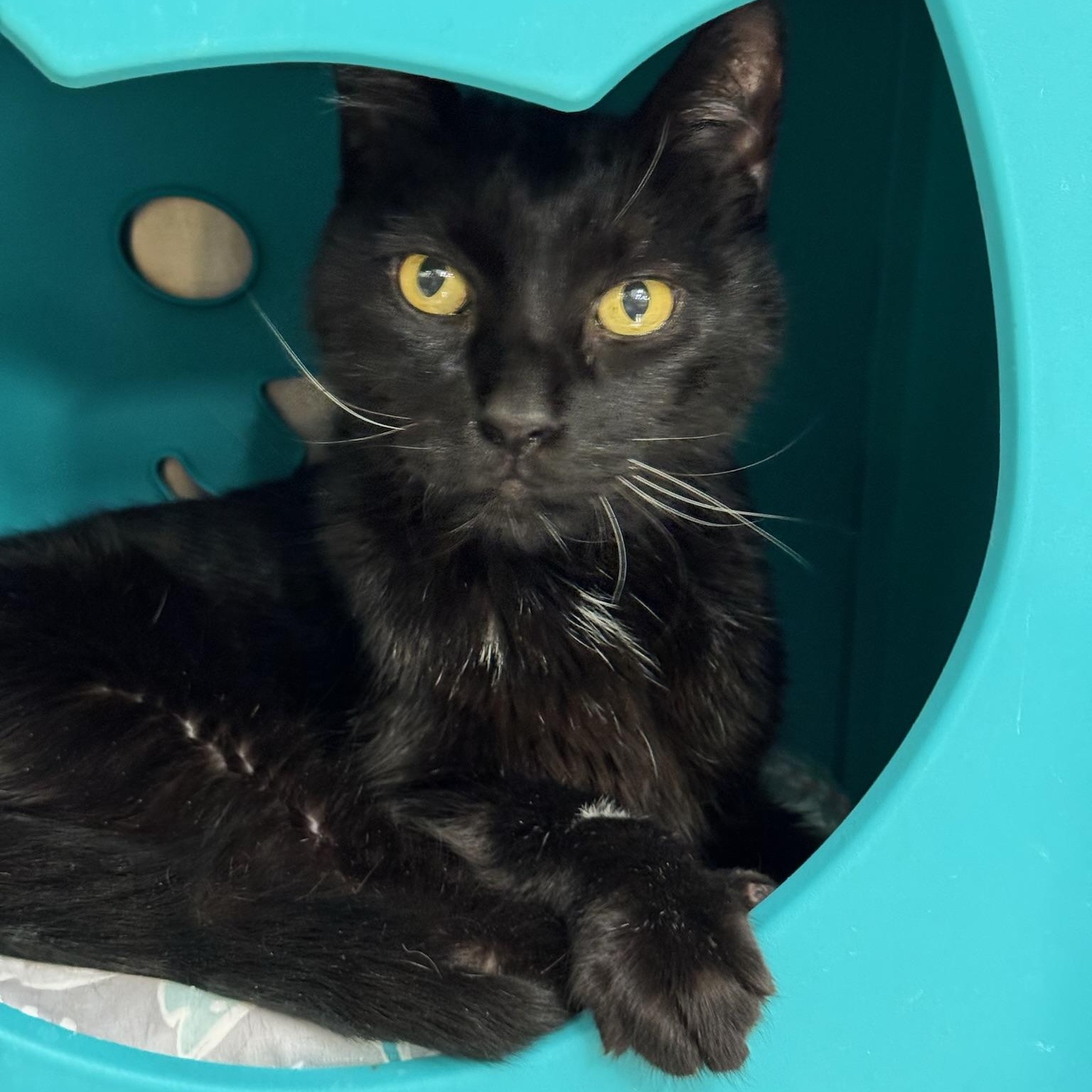 Enlarge Svonyi, a Adoptable Domestic Short Hair in Clearwater, FL image 6/6