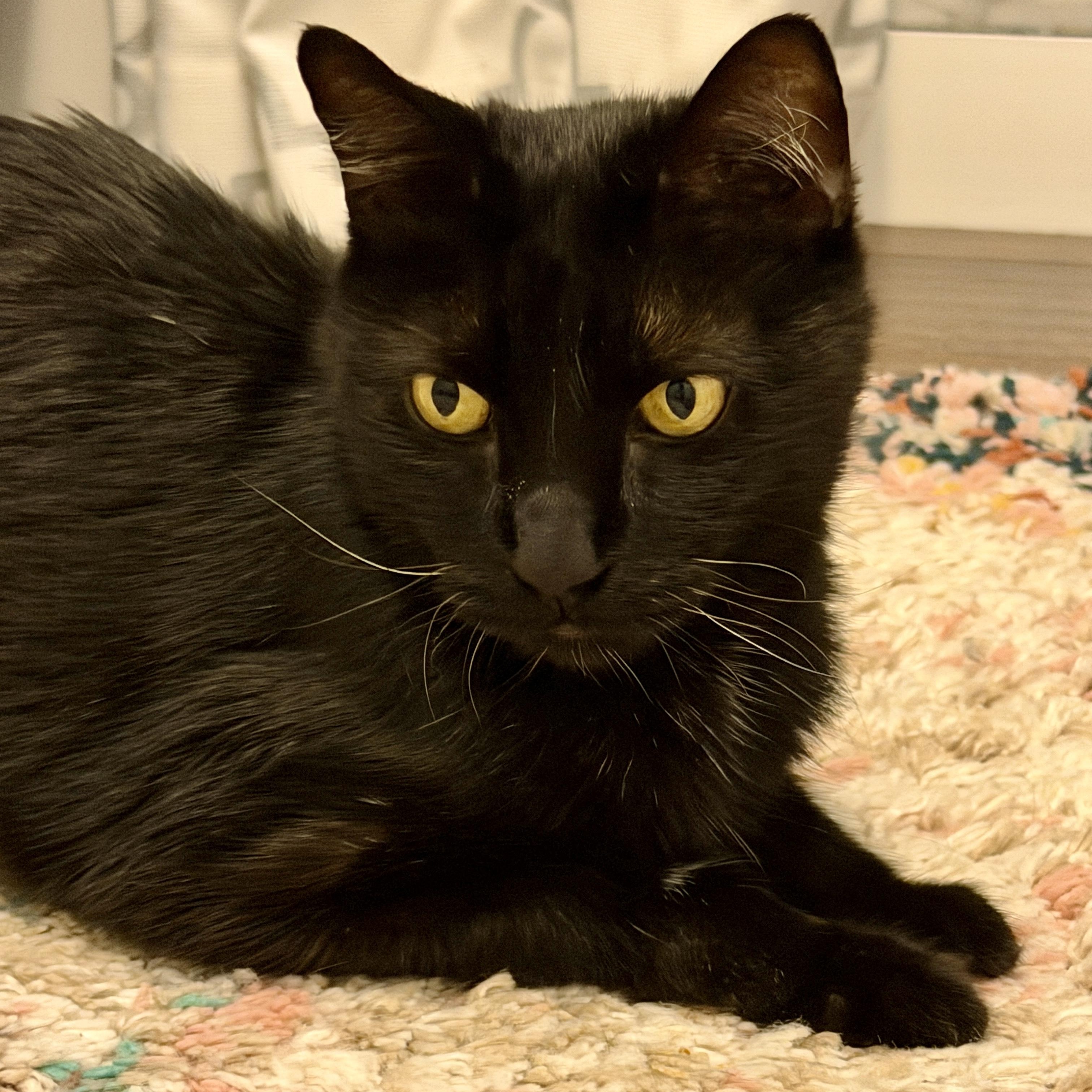 Enlarge Svonyi, a Adoptable Domestic Short Hair in Clearwater, FL image 2/6