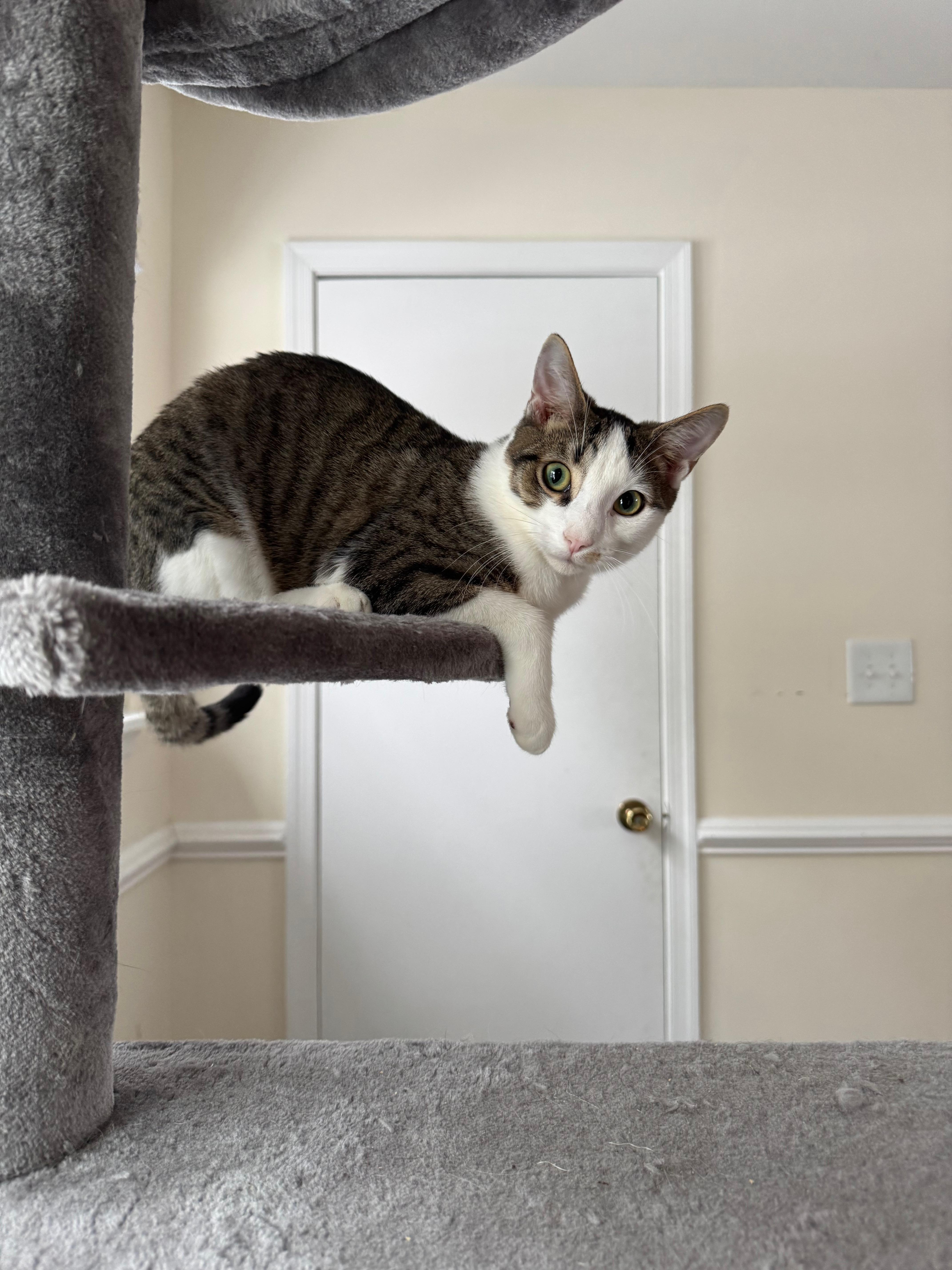 Pudding, a Adoptable Domestic Short Hair image 1/2