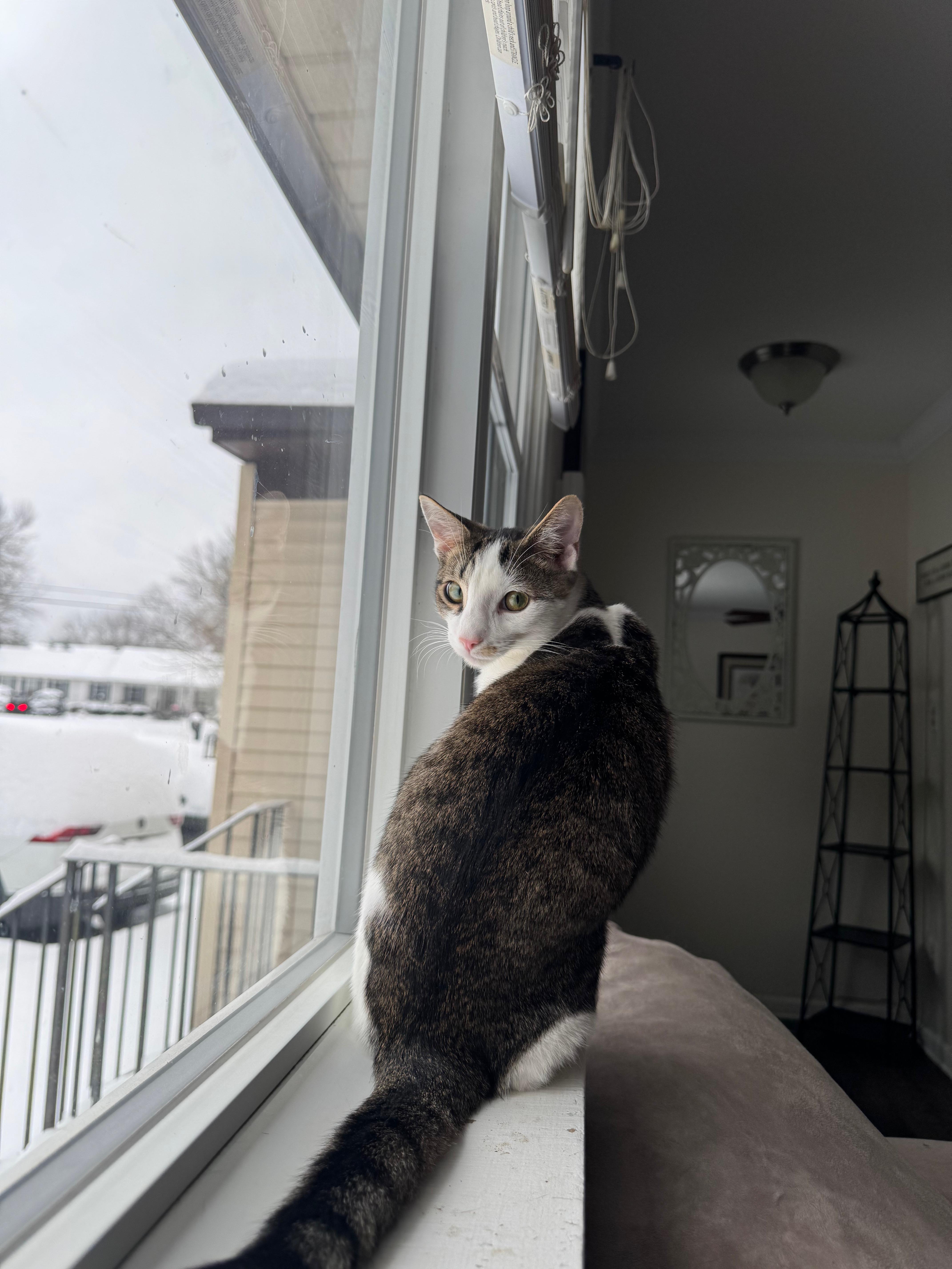 Pudding, a Adoptable Domestic Short Hair image 2/2