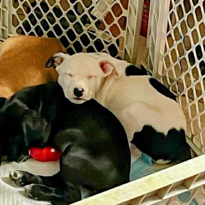 Enlarge Oreo, a Adoptable American Staffordshire Terrier in Eagan, MN image 3/6