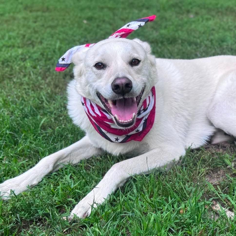 Winnie, Adoptable, Adult Female Husky.