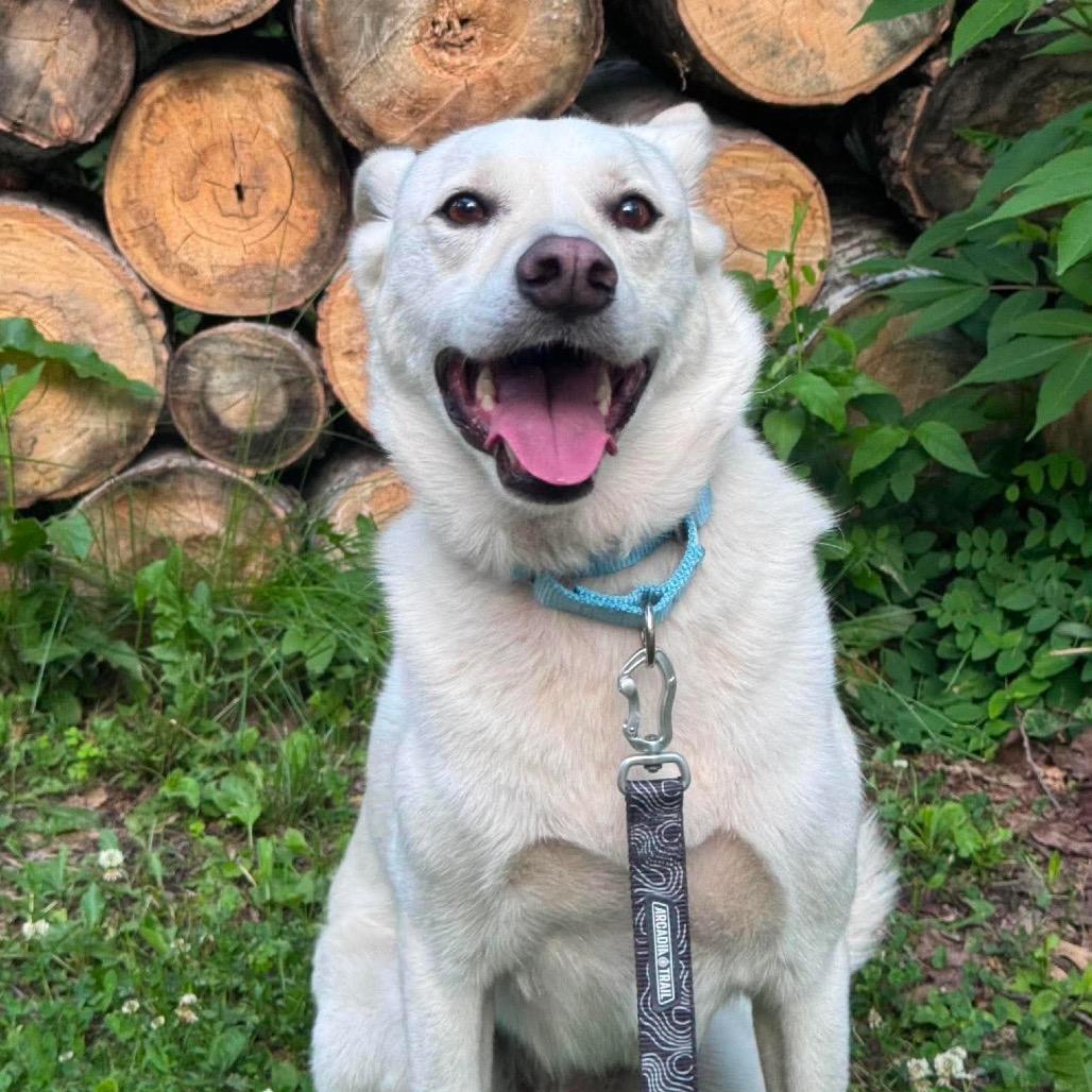 Winnie, Adoptable, Adult Female Husky.