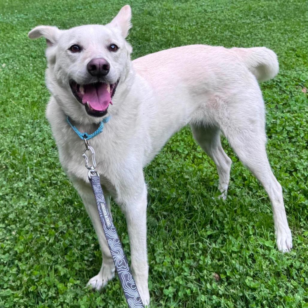 Winnie, a Adoptable Husky in Brainerd, MN image 3/6