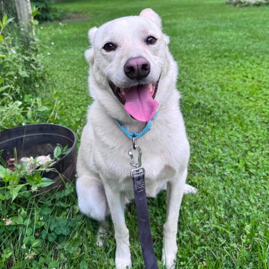 Winnie, a Adoptable Husky in Brainerd, MN image 4/6