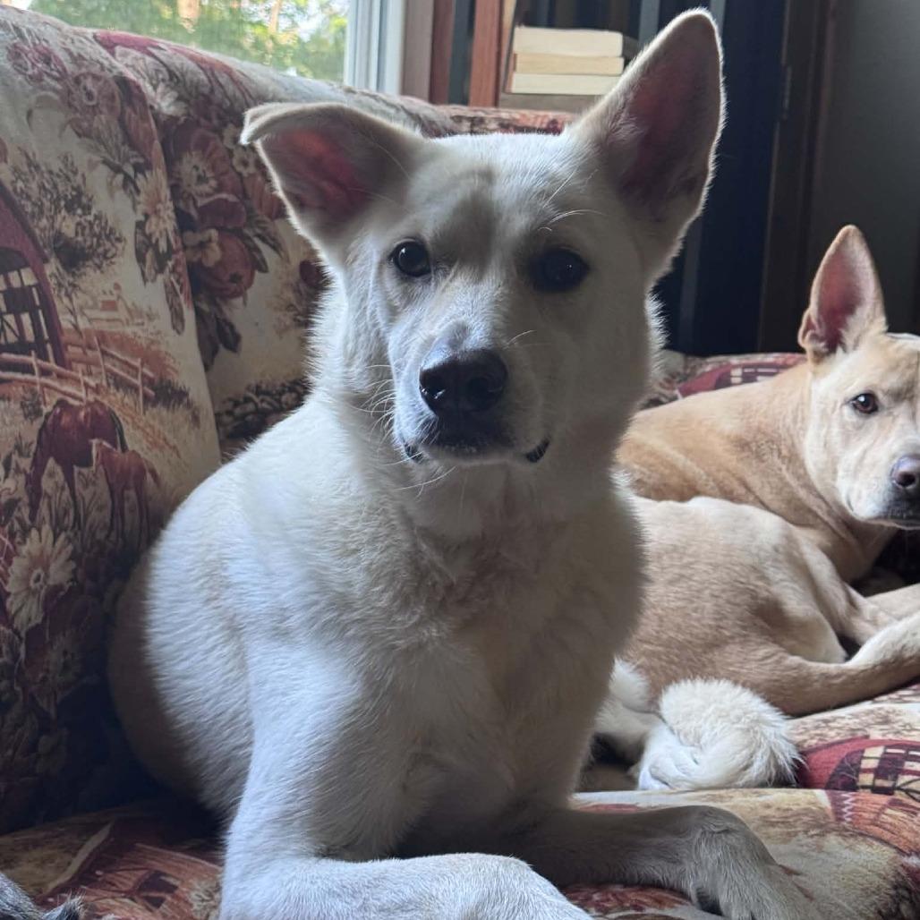 Enlarge Winnie, a Adoptable Husky in Brainerd, MN image 4/6