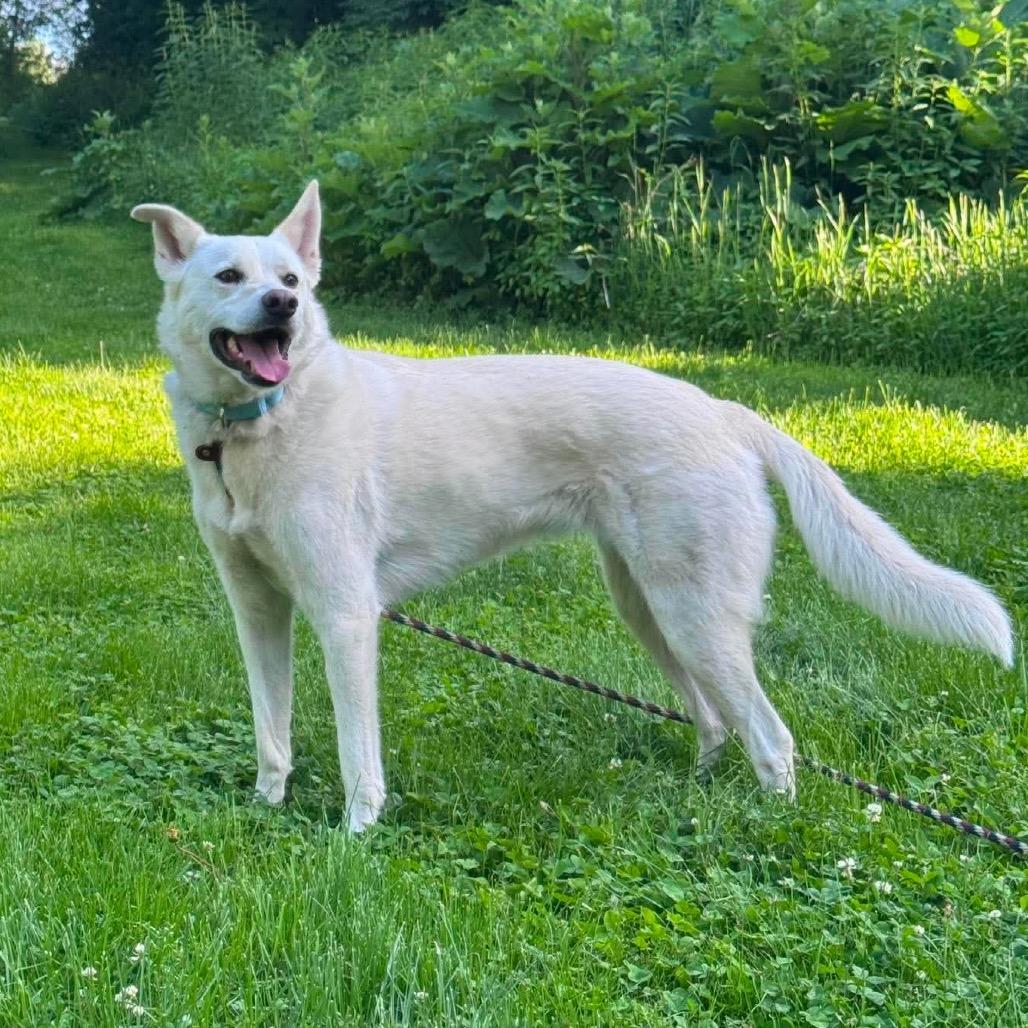 Winnie, a Adoptable Husky in Brainerd, MN image 5/6