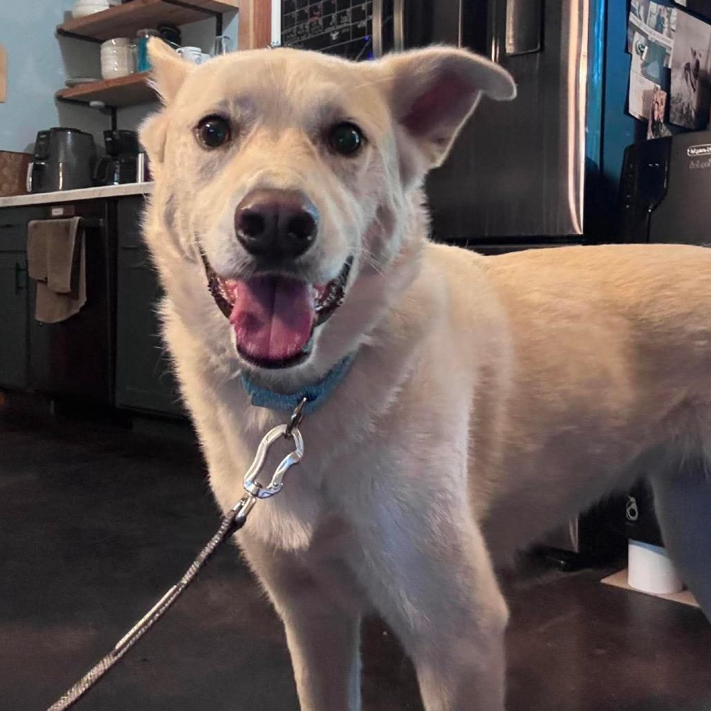Winnie, a Adoptable Husky in Brainerd, MN image 6/6