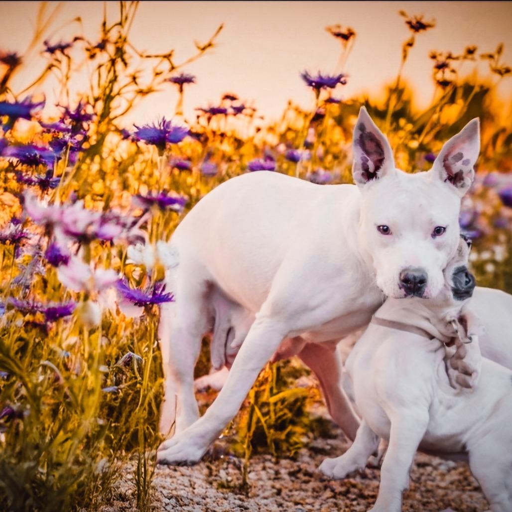 Enlarge Anahi, a Adoptable mixed breed in Sacramento, CA image 1/5