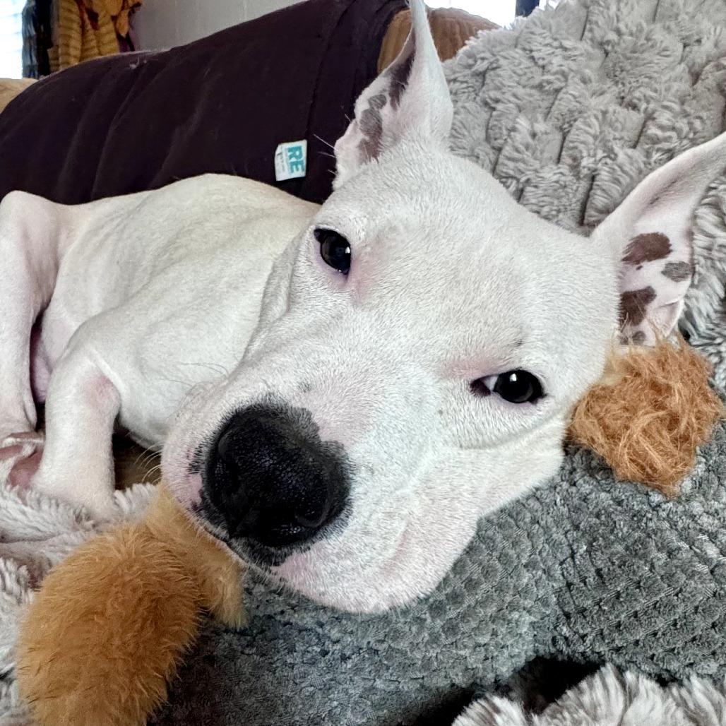 Enlarge Anahi, a Adoptable mixed breed in Sacramento, CA image 1/1