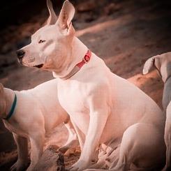 Enlarge Anahi, a Adoptable mixed breed in Sacramento, CA image 2/5