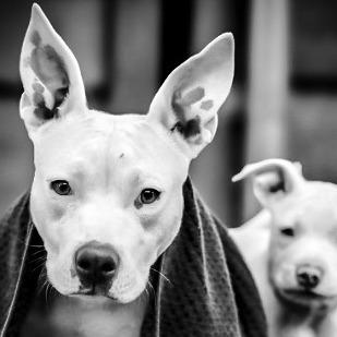 Enlarge Anahi, a Adoptable mixed breed in Sacramento, CA image 4/5