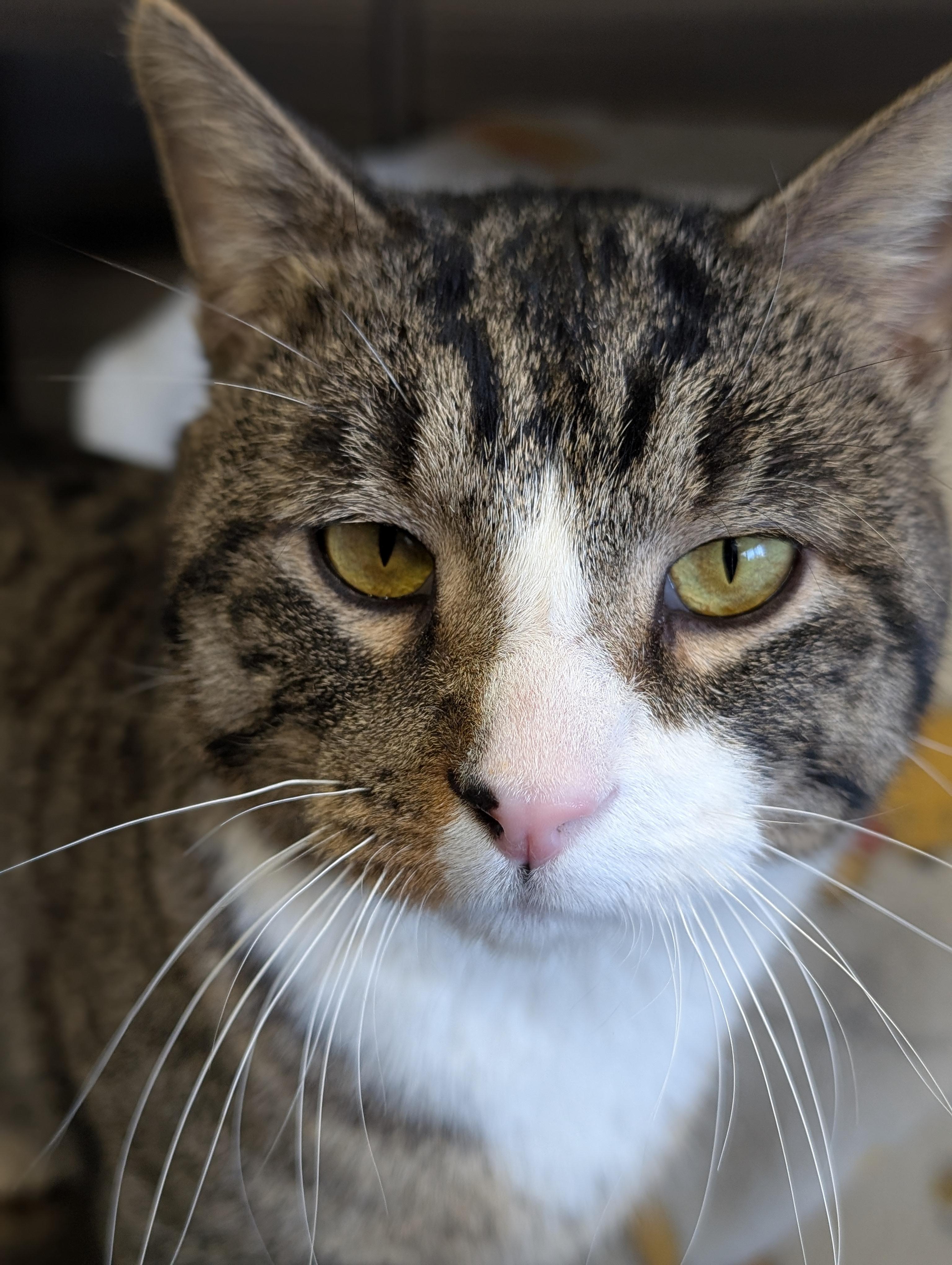 Enlarge Twiggy, a ADOPTABLE Domestic Short Hair in Jefferson, WI image 4/4