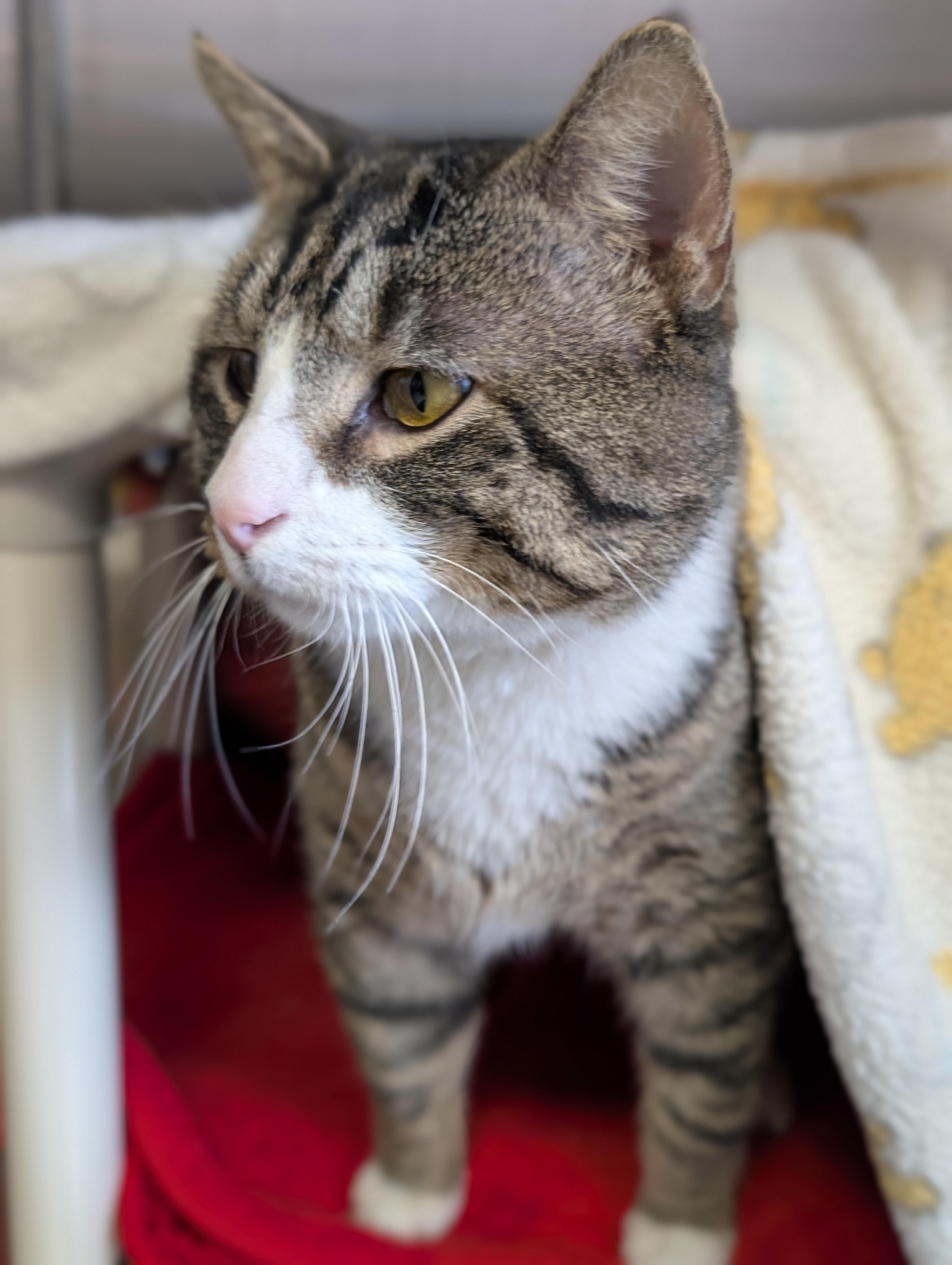 Enlarge Twiggy, a ADOPTABLE Domestic Short Hair in Jefferson, WI image 2/4