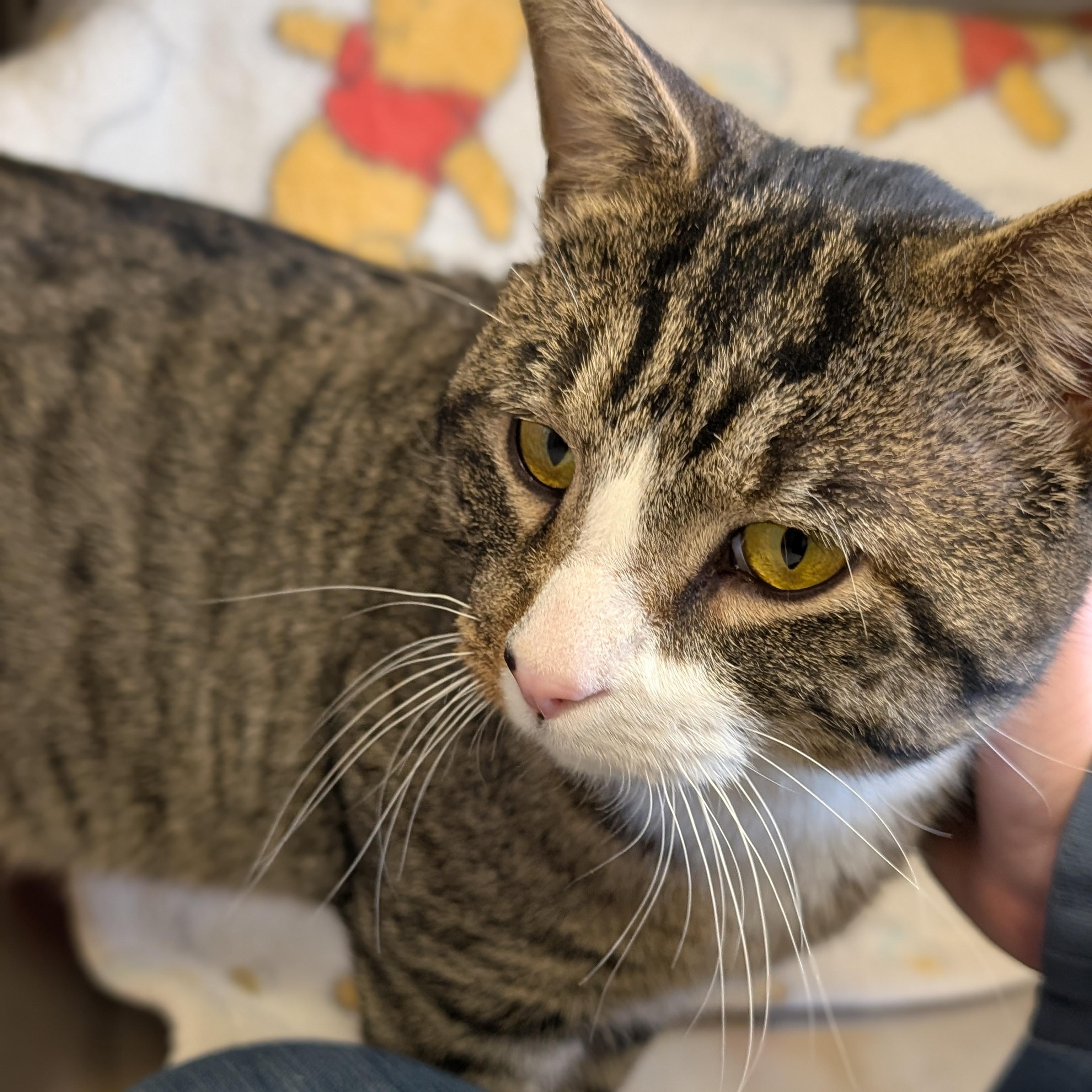Enlarge Twiggy, a ADOPTABLE Domestic Short Hair in Jefferson, WI image 3/4