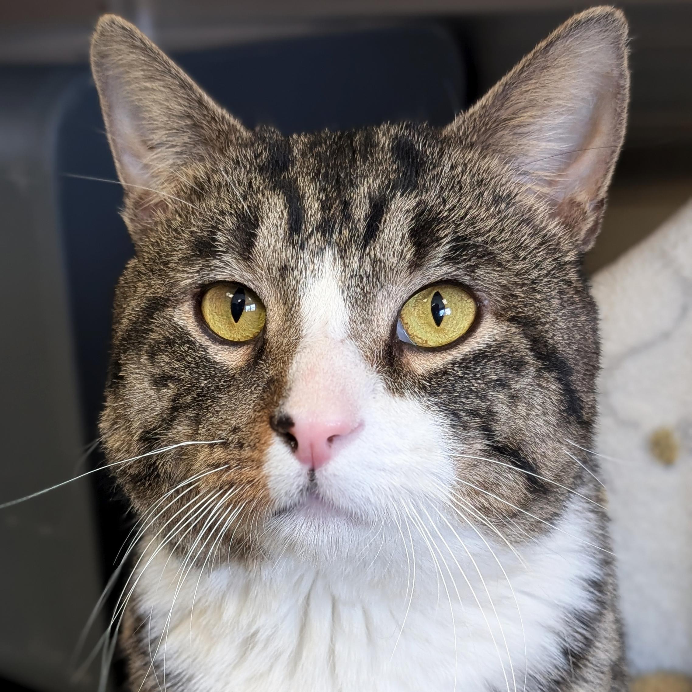 Twiggy, ADOPTABLE, Adult Male Domestic Short Hair.