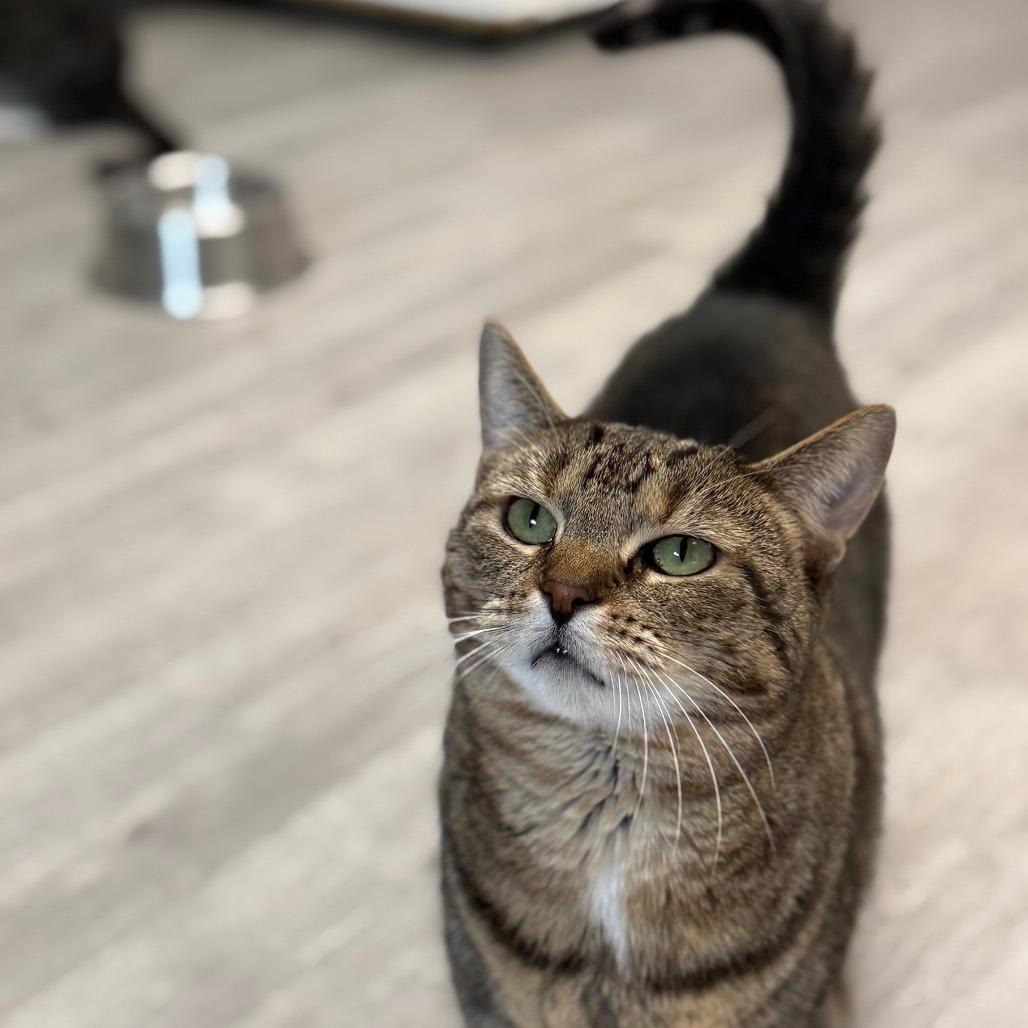Tubitha, Adoptable, Adult Female Domestic Short Hair.