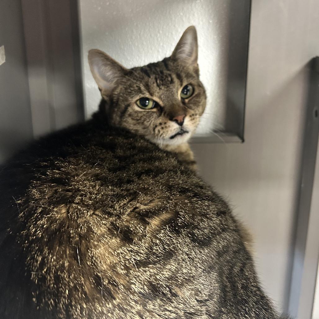 Enlarge Tubitha, a Adoptable Domestic Short Hair in Uniontown, PA image 1/3