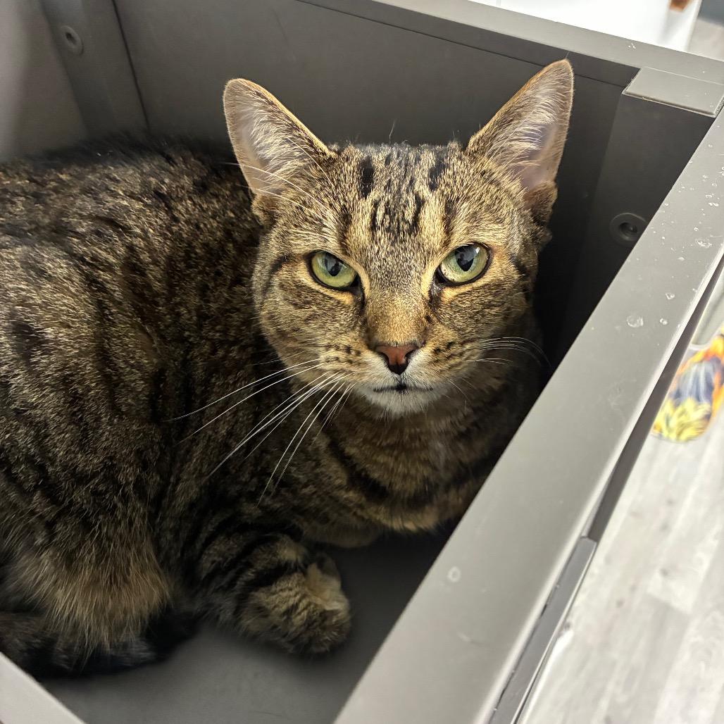 Enlarge Tubitha, a Adoptable Domestic Short Hair in Uniontown, PA image 2/3