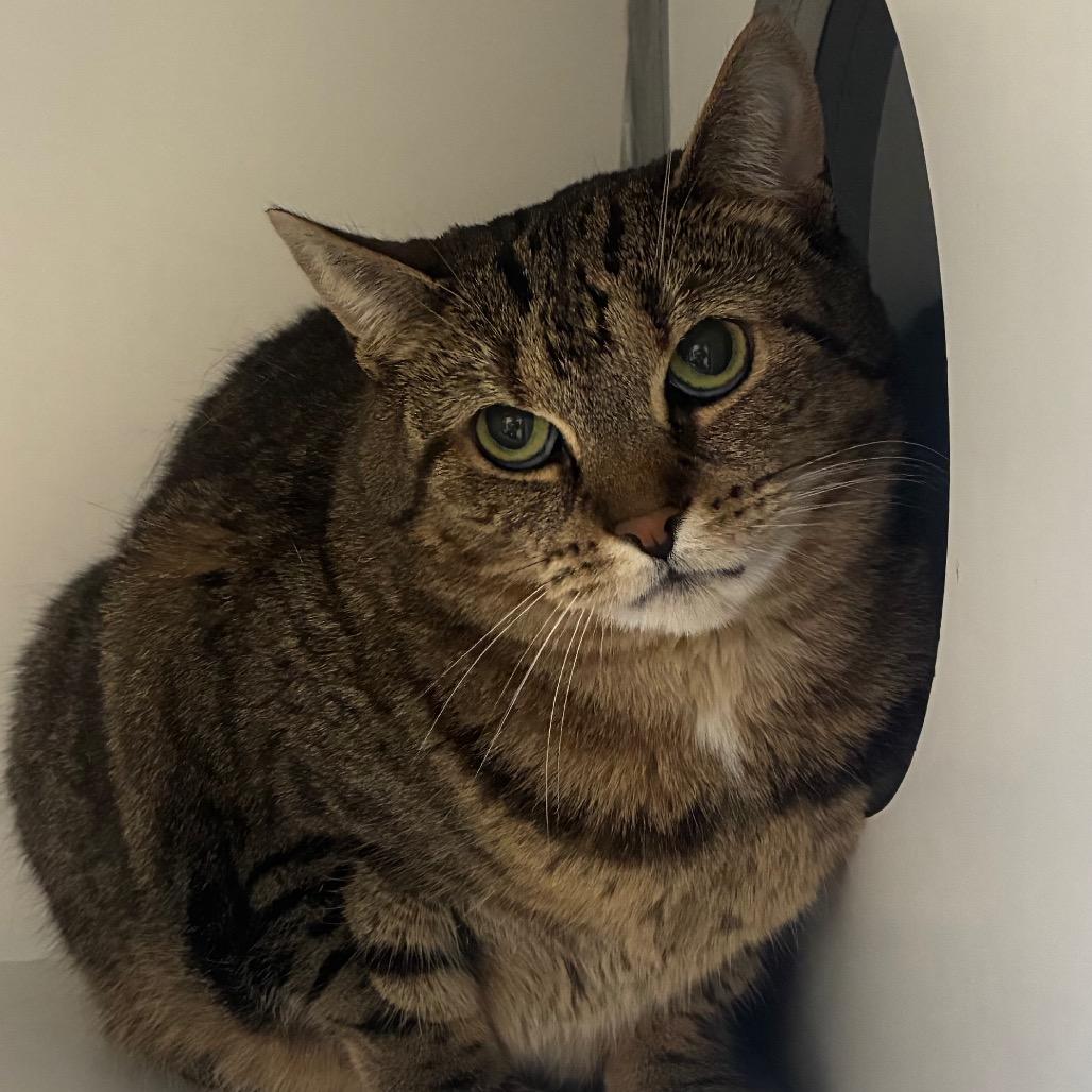 Enlarge Tubitha, a Adoptable Domestic Short Hair in Uniontown, PA image 3/3