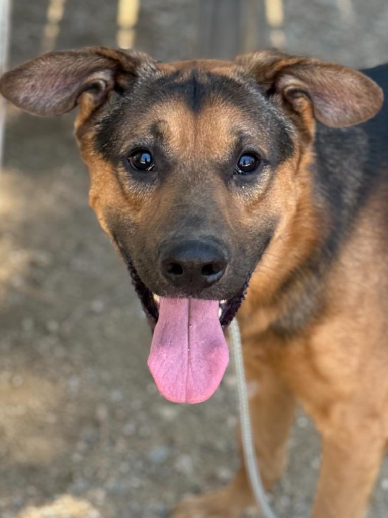 Enlarge Knox, a Adoptable Shepherd in Tehachapi, CA image 1/1