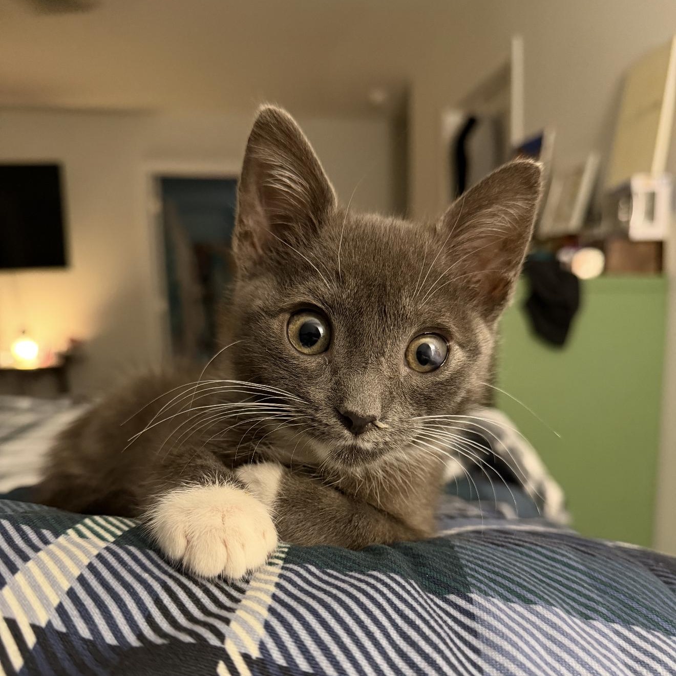 Enlarge Gus Gus, a Adoptable Domestic Short Hair in Conway, SC image 4/5