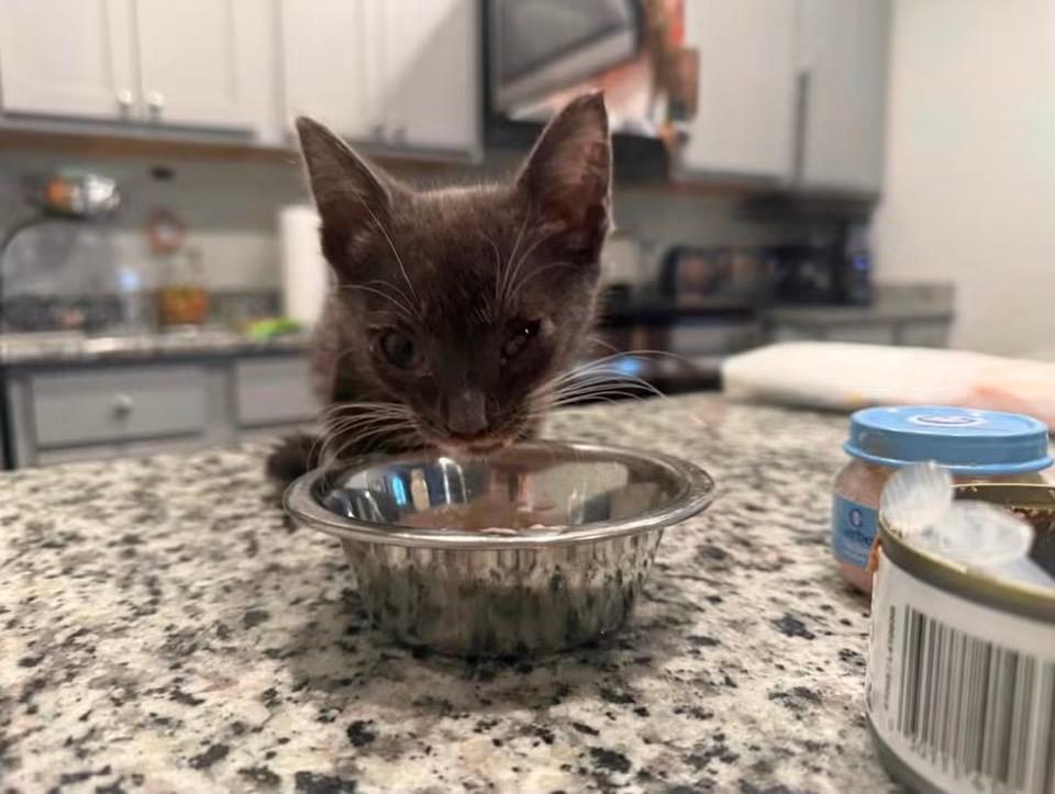 Gus Gus, ADOPTABLE, Kitten Male Domestic Short Hair.