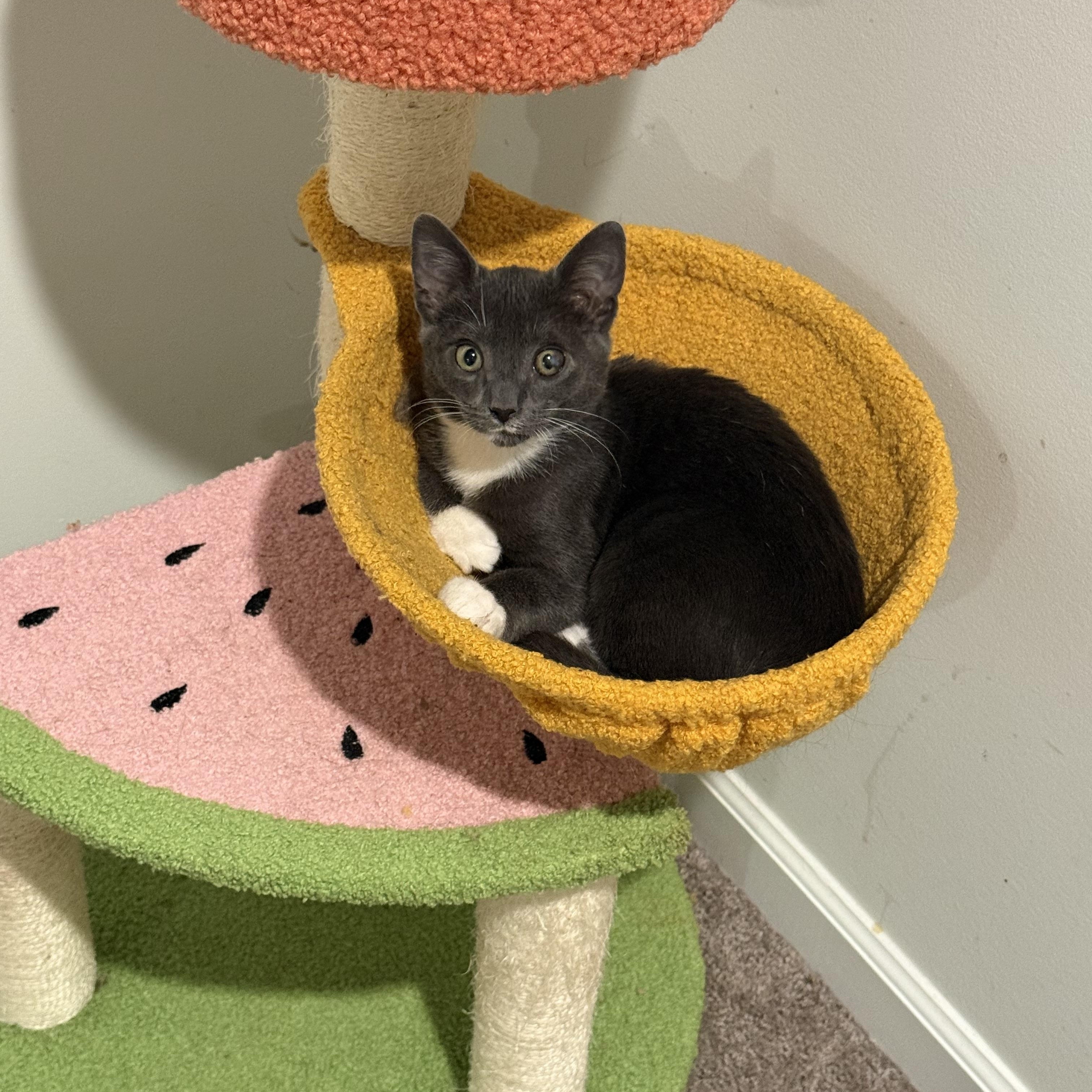 Enlarge Gus Gus, a Adoptable Domestic Short Hair in Conway, SC image 1/5