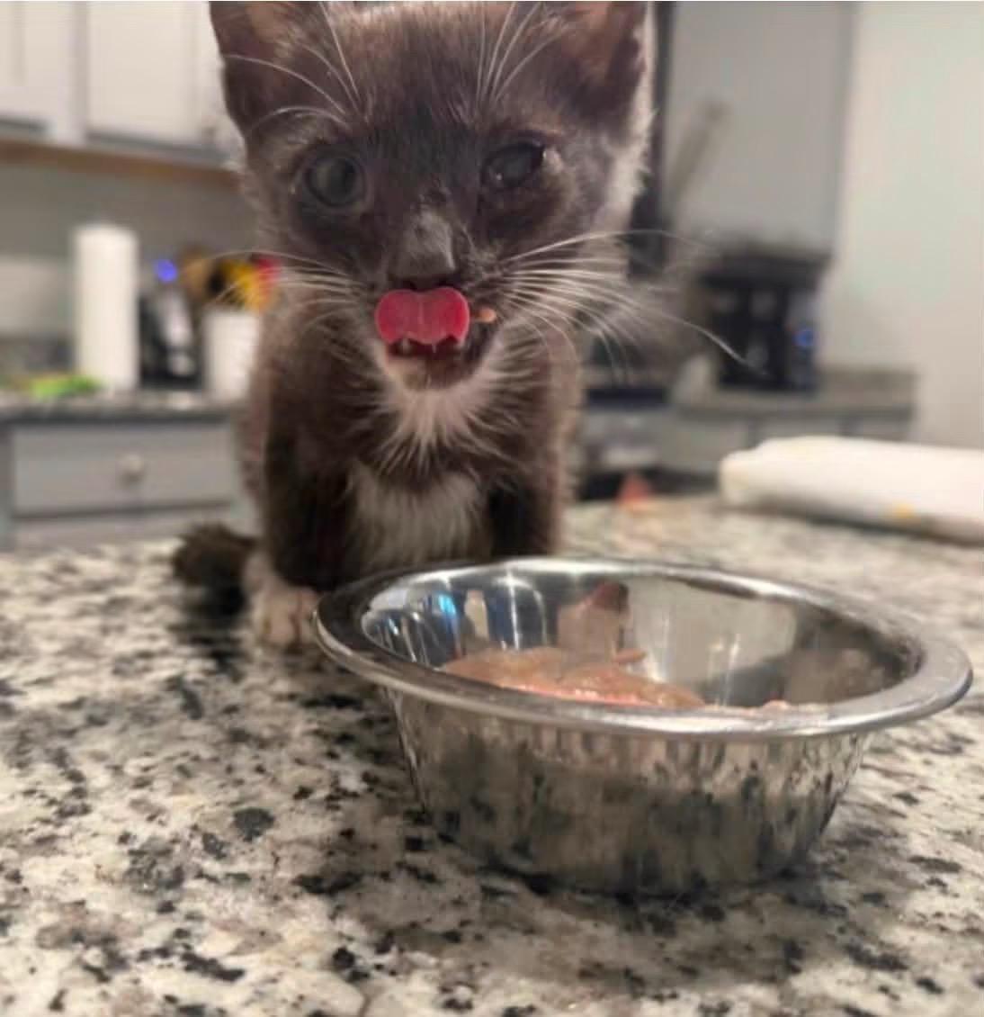 Enlarge Gus Gus, a ADOPTABLE Domestic Short Hair in Conway, SC image 2/2