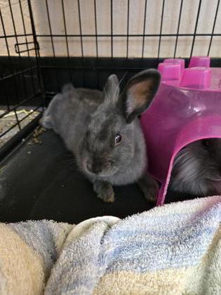 Snap Dragon, Adoptable, Adult Female Lionhead.