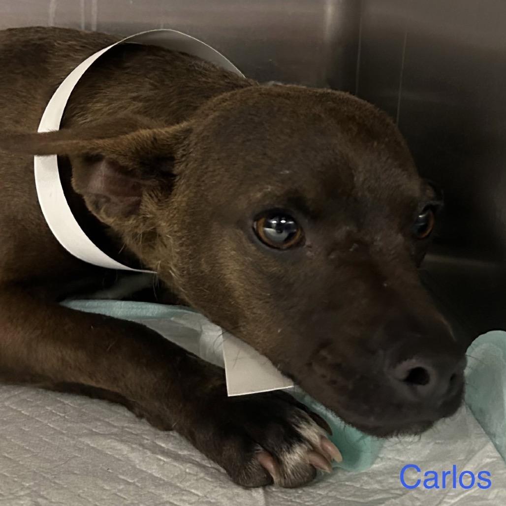 Murphy, Adoptable, Adult Male Chihuahua & Mixed Breed.