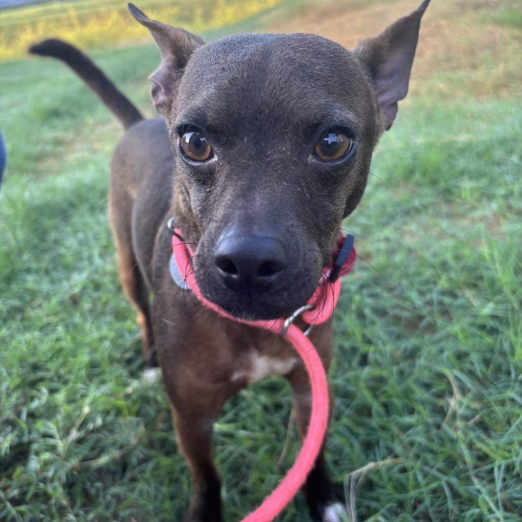 Enlarge Murphy, a Adoptable mixed breed in Floresville, TX image 2/6