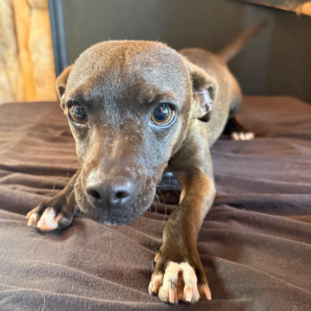 Enlarge Murphy, a Adoptable mixed breed in Floresville, TX image 3/6