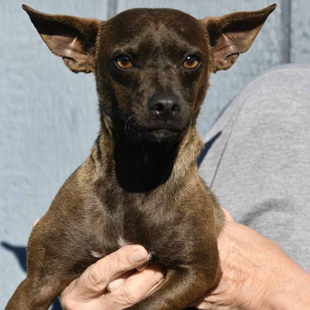 Enlarge Murphy, a Adoptable mixed breed in Floresville, TX image 4/6