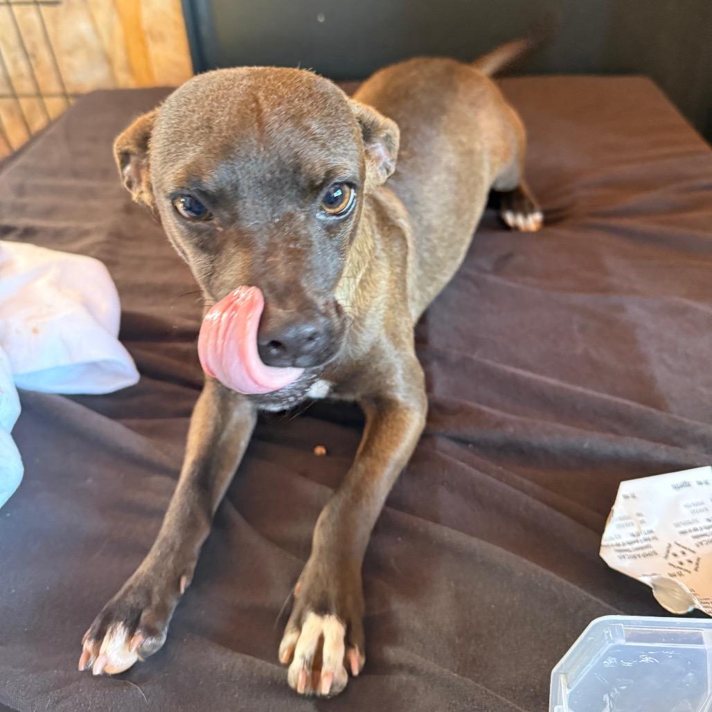 Enlarge Murphy, a Adoptable mixed breed in Floresville, TX image 5/6