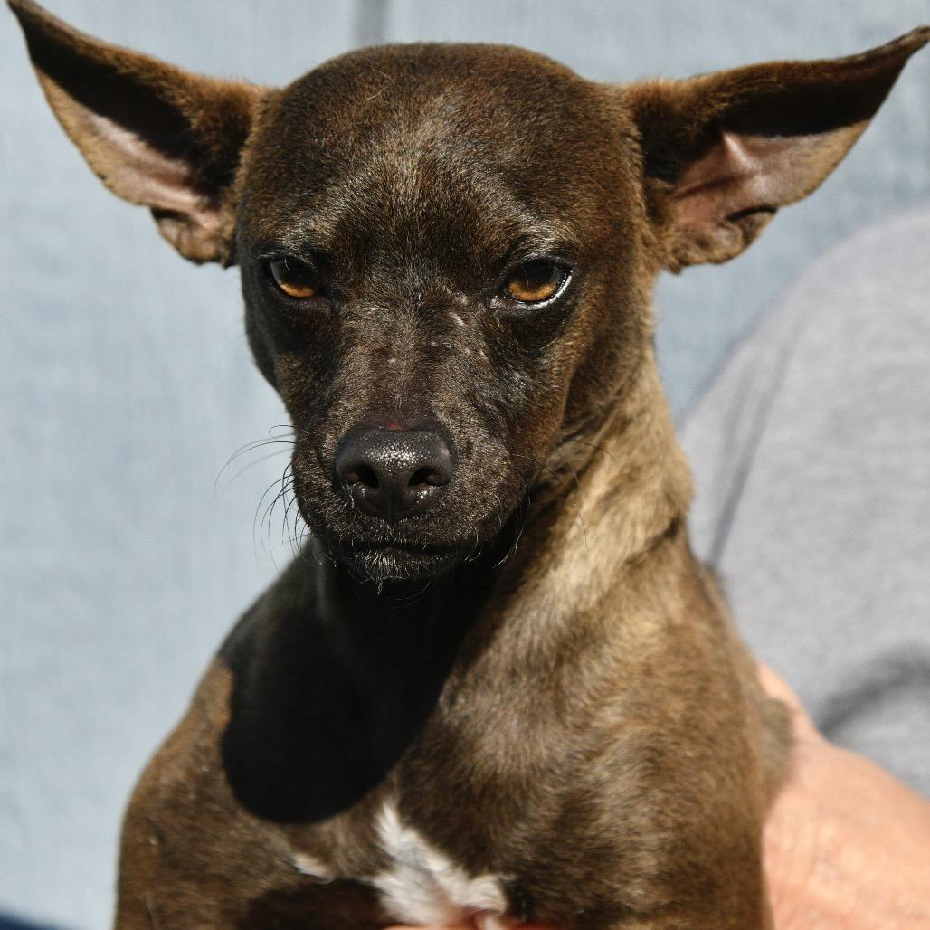 Enlarge Murphy, a Adoptable mixed breed in Floresville, TX image 6/6